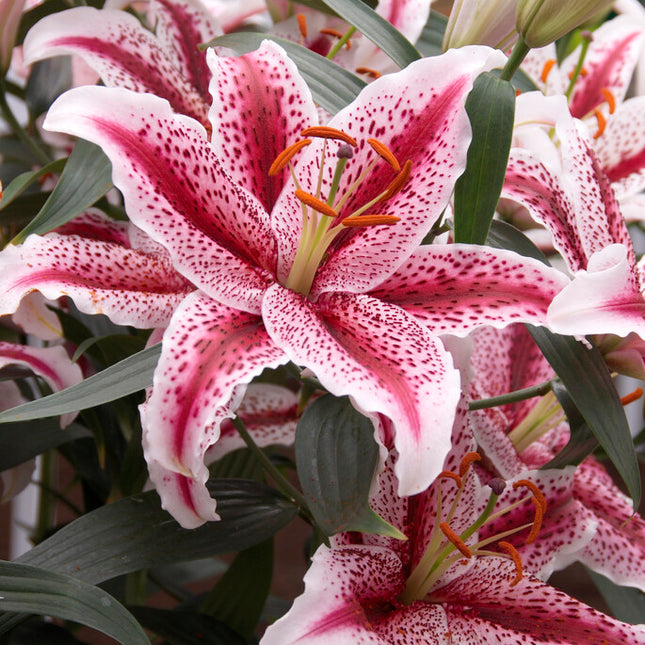 Lilja-Lilium Tigerwoods NYHET 2-pack