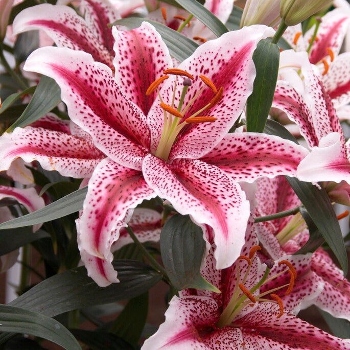 Lilja-Lilium Tigerwoods NYHET 2-pack