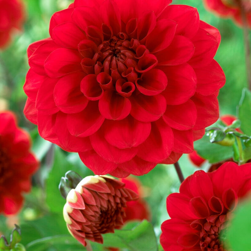 Dahlia Border Arnhem 1-pack