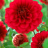 Dahlia Border Arnhem 1-pack