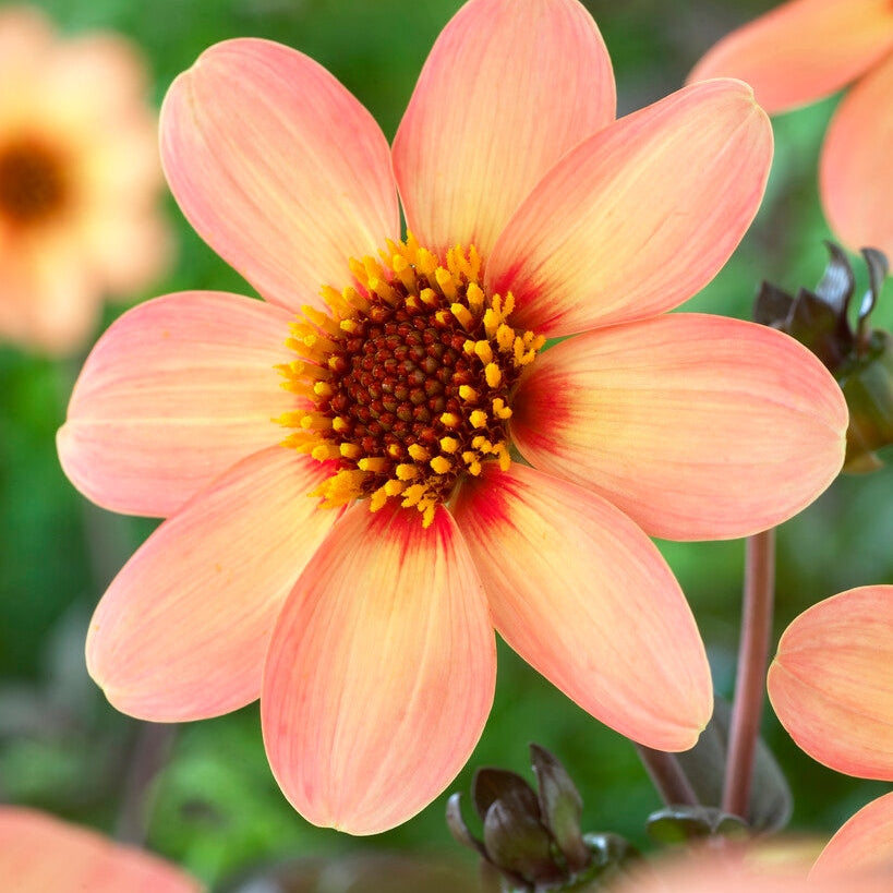 Dahlia Anemon HS First Love 1-pack NYHET