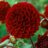Dahlia Pompon Viking 1-pack