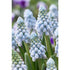 Armenisk pärlhyacint-Muscari armeniacum &