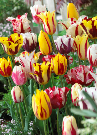 Tulip Rembrandt Blandet 10-pak