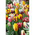 Tulpan Rembrandt Mixed 10-pack
