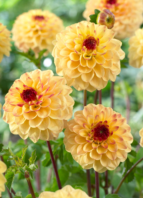 Dahlia Pompon Yellow Jill 1-pack