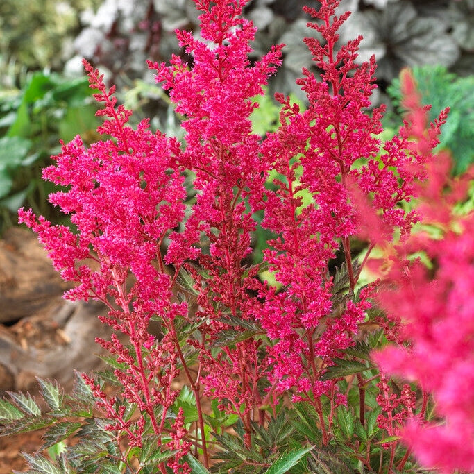Astilbe Pink 1-pack