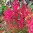 Astilbe Pink 1-pack
