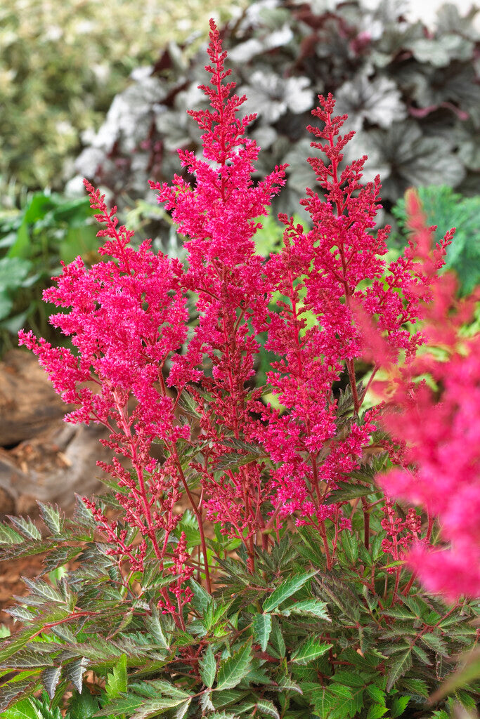 Astilbe red