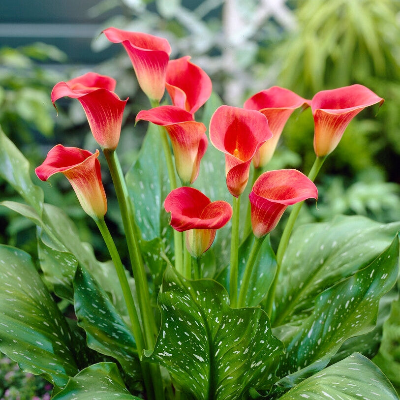 Zantedeschia Red Sox  1-pack