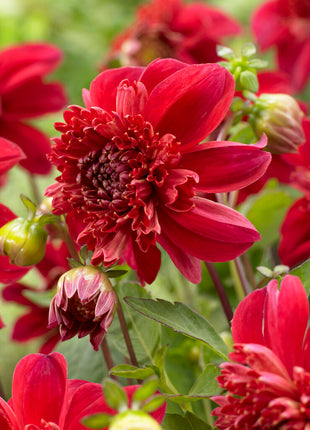 Dahlia Anemone Inca 1-pack