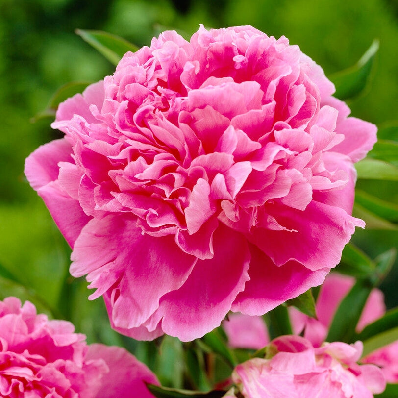 Pion-Paeonia Jacorma 1-pack