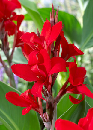 Canna Red 1 kpl