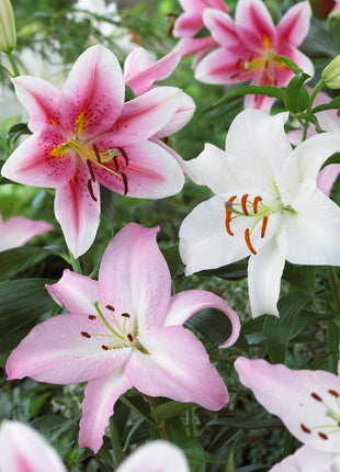 Orientalsk lilje-Lilium Orientalsk Orientalsk Blandet 3-pak