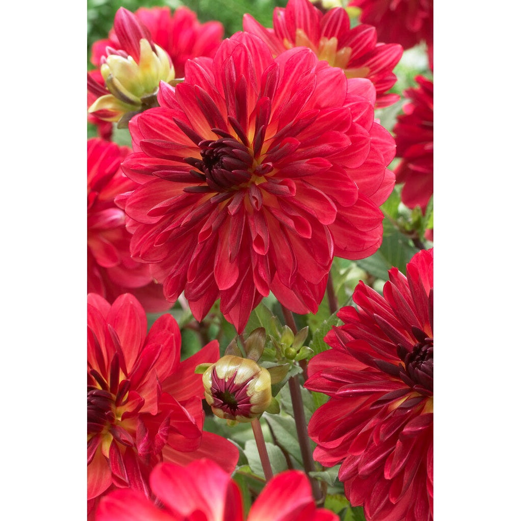 Dahlia Antibes Dekorativ 1-pack NYHET