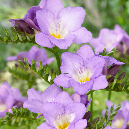 Freesia-Single Purple 15-pack