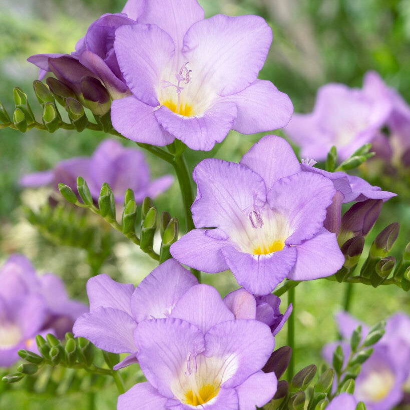 Freesia-Single Purple 15-pack