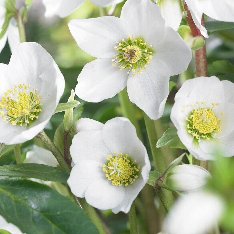 Julros-Heleborus Niger 1-pack