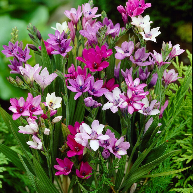 Babiana-Babiana Mixed 10 -pack