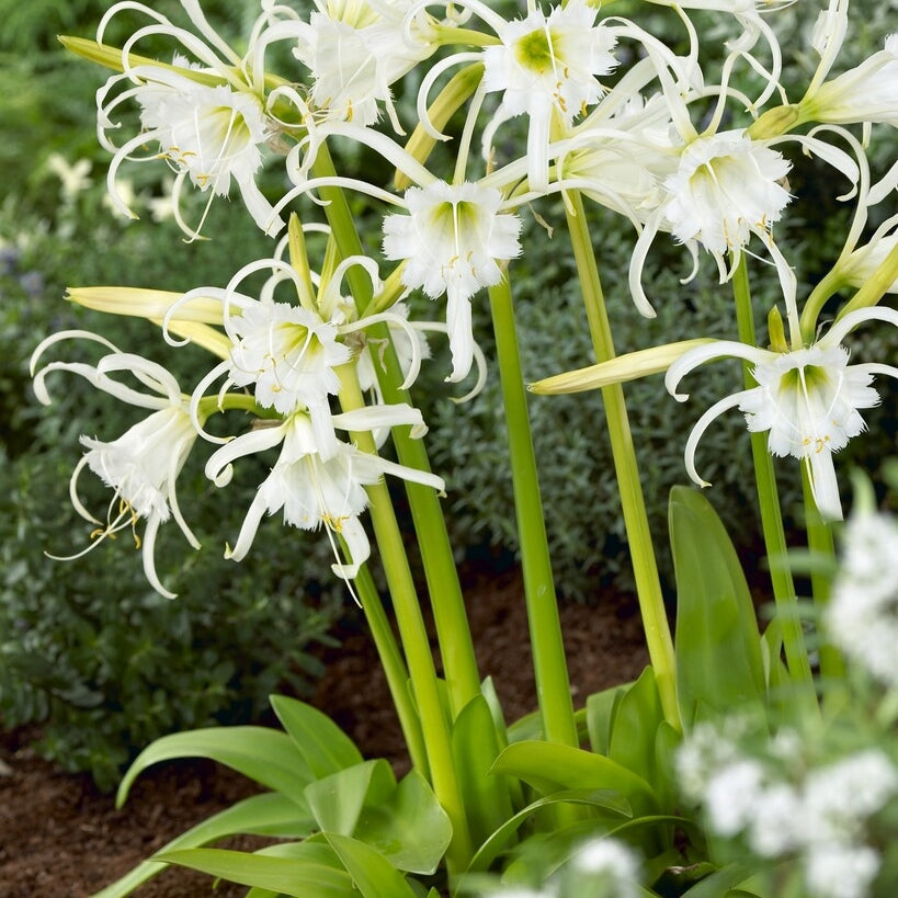 Spindellilja Ismene Festalis 2-pack