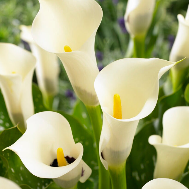 Zantedeschia Black Eyed Beauty  1-pack