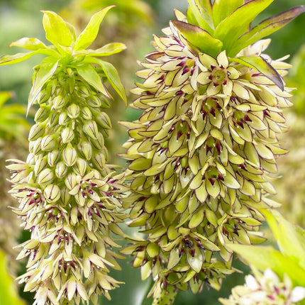 Tofslilja fläckig-Eucomis Bicolor 1-pack