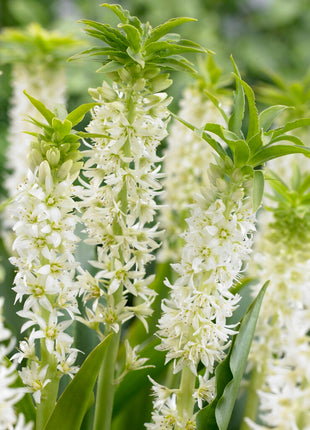 Kvast lilje hvid grøn-Eucomis Autumnalis 2-pak