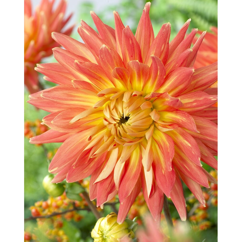 Dahlia Motto Dekorativ 1-pack NYHET