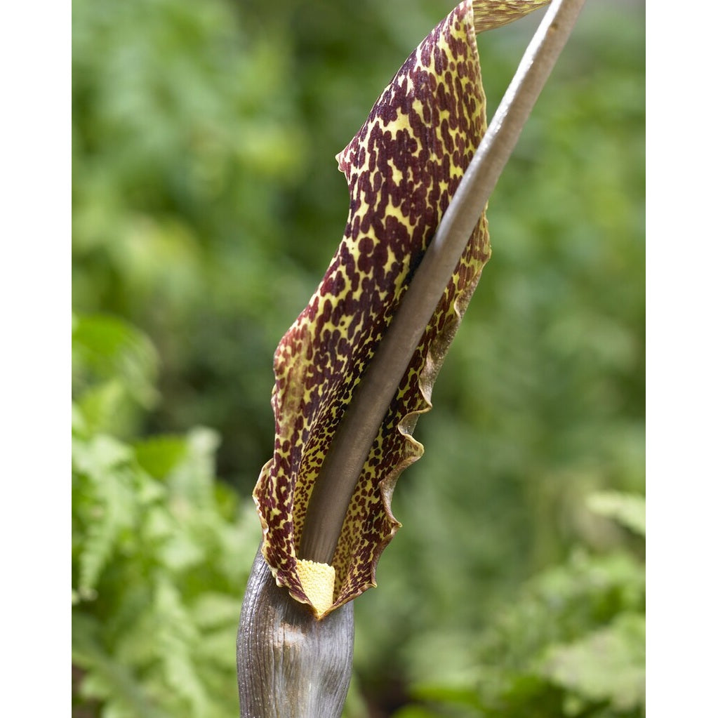 Sauratum Vernosum 1-pack