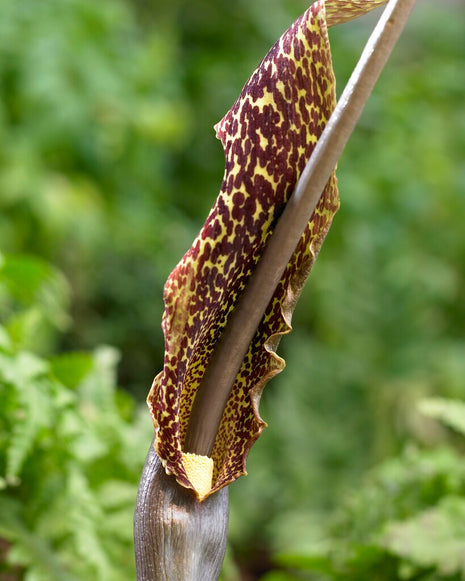 Lizard Call-Sauromatum Venosum 1-pak