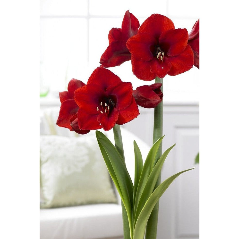 Amaryllis-Hippeastrum 'Red Lion' 1-pack