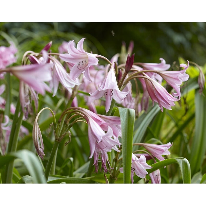 Kalljordskrinum-Crinum Powelii 1-pack