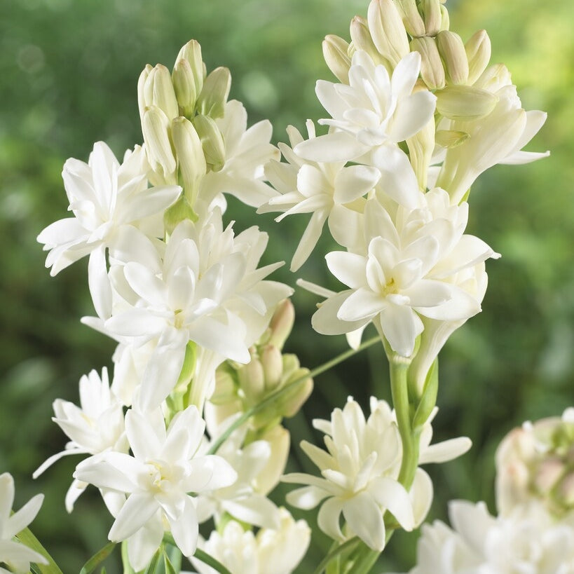 Tuberos-Polianthus Tuberosa 3-pack