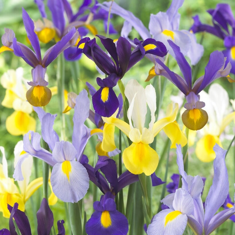 Holländsk iris-Iris hollandica Hollandica Mixed 15-pack