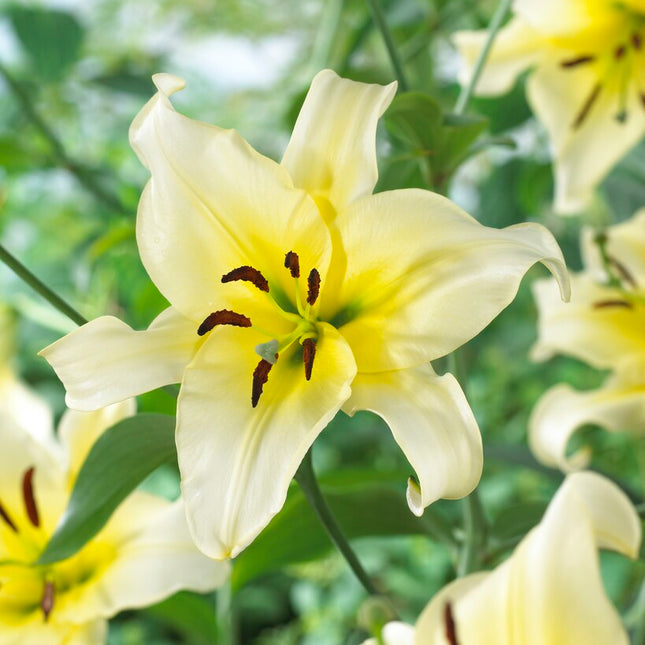 Lilja-Lilium Orienpet Late Morning (Treelily) 2-pack