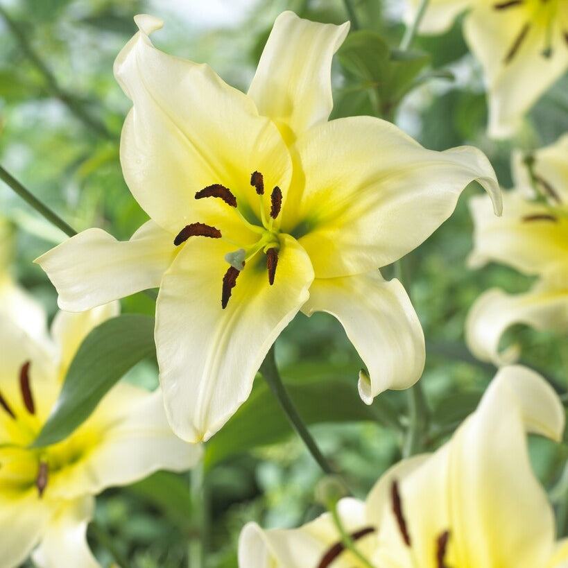 Lilja-Lilium Orienpet Late Morning (Treelily) 2-pack