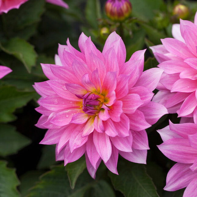 Dahlia Gallerie Renoir 1-pack