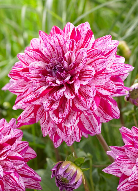 Dahlia Dekorativ Santander 1-pack NYHET