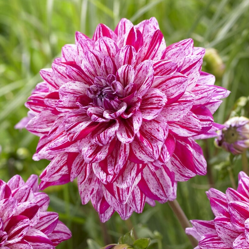 Dahlia Dekorativ Santander 1-pack NYHET