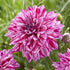 Dahlia Dekorativ Santander 1-pack NYHET