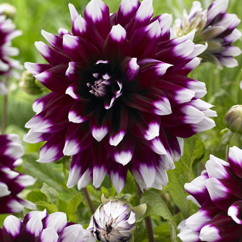 Dahlia Dekorativ Mystery Day 1-pack