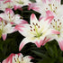 Lilja-Lilium Lollypop 2-pack