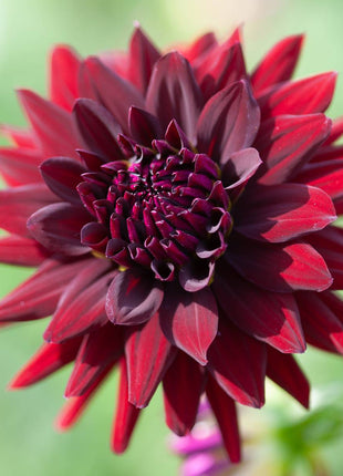 Dahlia Cactus Black Cat