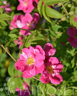 Pelarros Rosa &