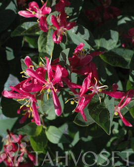 Fagertry Lonicera x bella &