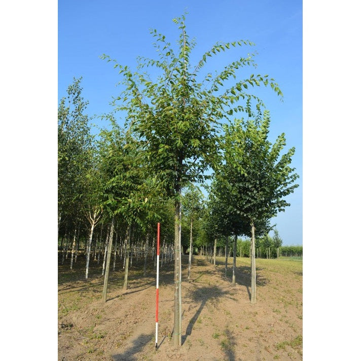 Japansk zelkova -Zelkova serrata -  GREEN VASE  - Stammens omkrets 14-16 cm, höjd 3,5-4 meter,  HS, COCO