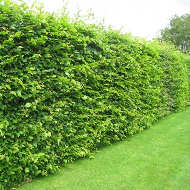 Bok, 60-100 cm - BR » 25 Pack