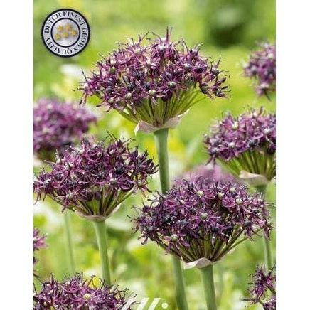 Allium 'Artropurpureum' 5-pack
