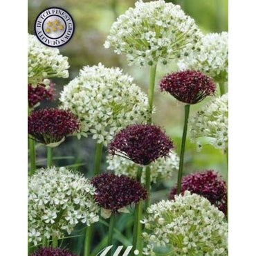 Allium 'Brother' 5-pack