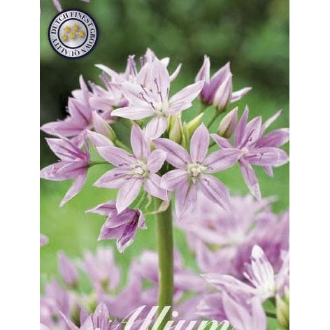Allium &